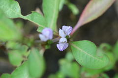 Hygrophila ringens